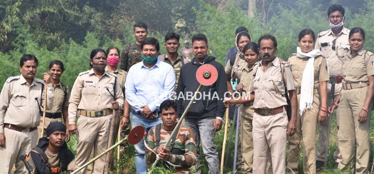 ଅଡବା ଥାନା୧୦କୋଟି, ରା.ଉଦୟଗିରି ଥାନାରେ୧୩କୋଟିର ଗଞ୍ଜେଇ ଗଛ ନଷ୍ଟ