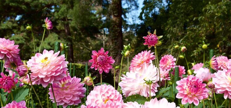 ପୁଷ୍ପ ଉଦ୍ୟାନ ଉଦଘାଟିତ