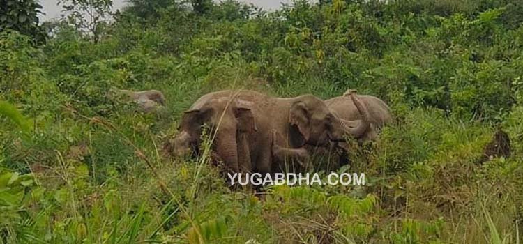 କୁମ୍ପାପଡ଼ା ଅଞ୍ଚଳରେ ହାତୀ ନଷ୍ଟ କଲେ ସହ ସହ ଏକର ଧାନ ଫସଲ