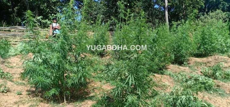 ୫୬୭ ଏକର ଜମିରୁ ଗଞ୍ଜେଇ ନଷ୍ଟ କଲା ପୁଲିସ