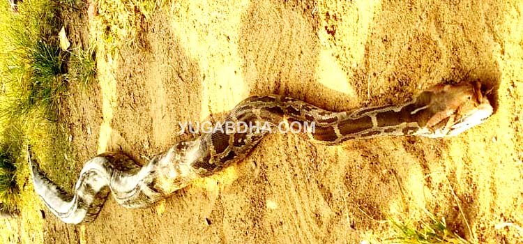 ଜାଲରେ ପଡିଲା ମୃତ ବୋଡା ସାପ
