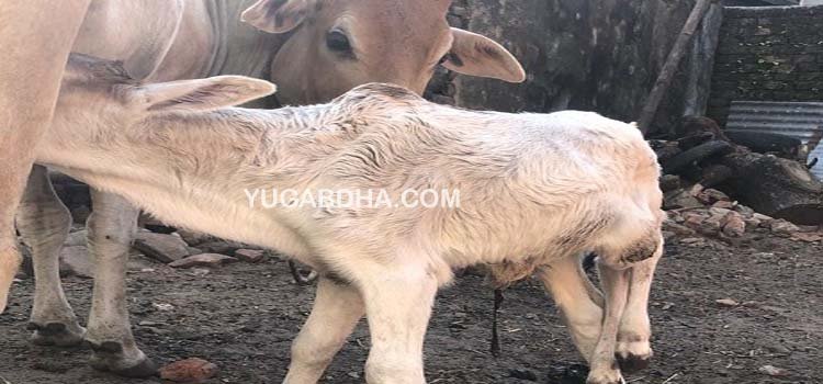 ଫକିରାବାଦରେ ୫ଗୋଡିଆ ବାଛୁରୀ ଜନ୍ମ