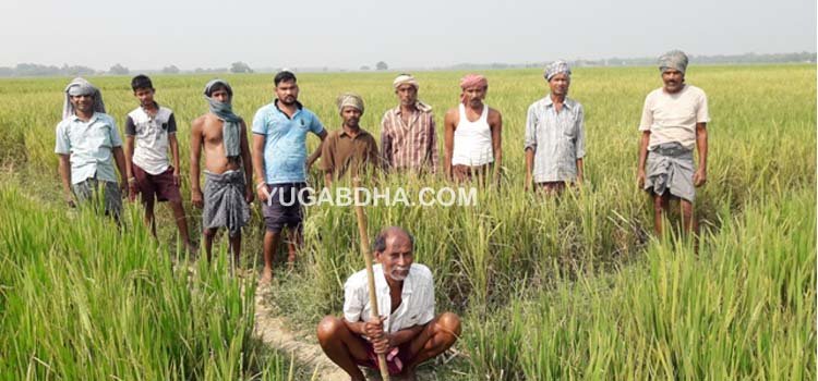 ପଧାନପଡା ମୌଜାରେ ରୋଗ ପୋକ ଯୋଗୁ ୫୦ ଏକର ଚାଷ ଜମି ନଷ୍ଟ ଆଶଙ୍କା