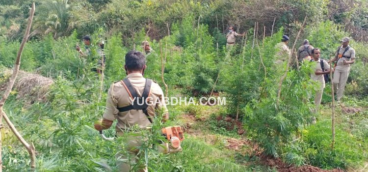 ୫୨ ଏକର ଜମିରେ ୧୧ କୋଟିର ଗଞ୍ଜେଇ ଗଛ ପୋଡି ନଷ୍ଟ