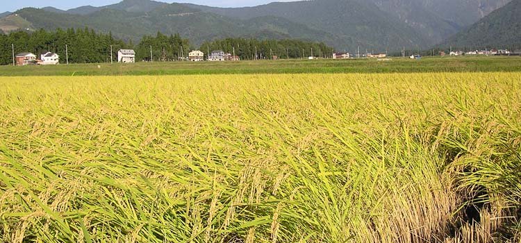 ଜମିରେ ପଡ଼ିଛି ସୁନାର ଫସଲ : ଲଘୁଚାପ ବର୍ଷାକୁ ନେଇ ଚିନ୍ତାରେ ଚାଷୀକୂଳ