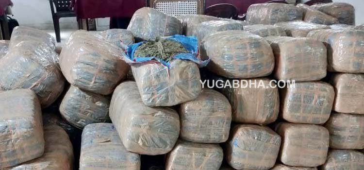 ଗାଁରୁ ୮୦ ଲକ୍ଷ ଟଙ୍କାର ଗଞ୍ଜେଇ ସହ ଦେଶୀ ବନ୍ଧୁକ ଓ ଗୁଳି ଜବତ