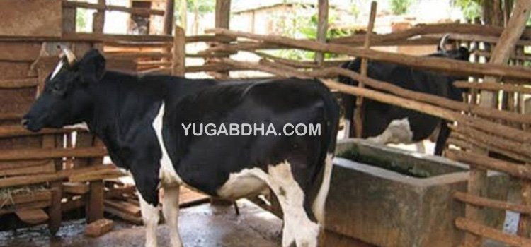 ପ୍ରୋତ୍ସାହନ ମିଳୁନଥିବାରୁ ଗୋପାଳନ କମୁଛି