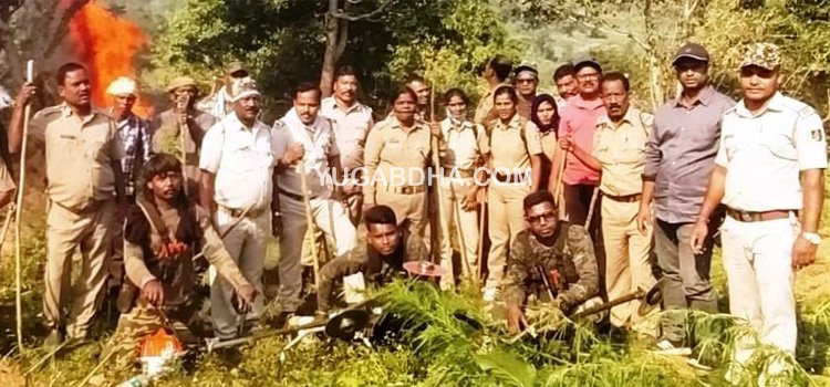 ଗଜପତିରେ ପୁଣି ୧୫.୮୧ କୋଟିର ଗଞ୍ଜେଇ ଗଛକୁ ପୋଡି ନଷ୍ଟ କରାଗଲା