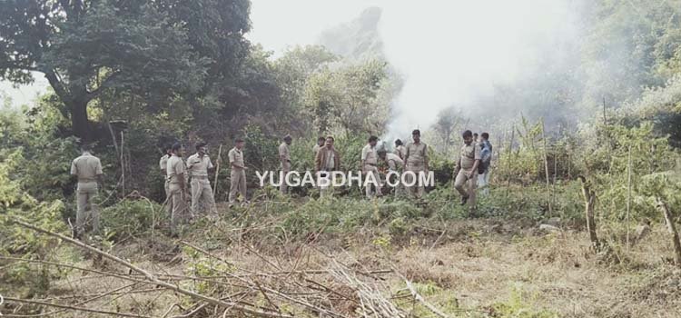 ପୋଲିସ ଅବକାରୀ ମିଳିତ ଚଢ଼ାଉ ୨୦ ଏକର ରୁ ଉର୍ଦ୍ଧ ଚାଷ ଜମିରୁ ଗଞ୍ଜେଇ ଗଛ ଜାଳିଲେ ପ୍ରଶାସନ