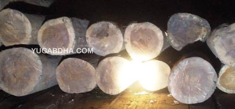 ୩୧ ଶାଳ ଗଣ୍ଡି ସହ ମିନି ଟ୍ରକ ଜବତ, ଚୋରା ମାଫିଆ ଚମ୍ପଟ