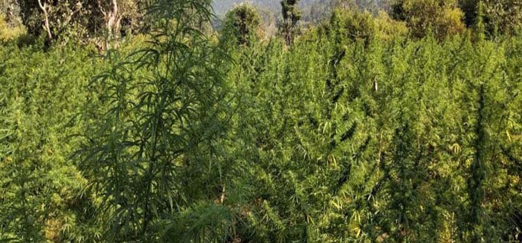 ସହିଦ ସପ୍ତାହ ପରେ ପୁଣିଥରେ ପୁଲିସ୍‍ ସକ୍ରିୟ,୧୨୦ ଏକର ଜମିରୁ ଗଞ୍ଜେଇ କାଟ୍‍