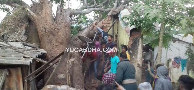 ଘର ଉପରେ ପଡିଲା ଆମ୍ବ ଗଛ : ଚାପି ହୋଇ ଆଈ ମୃତ, ନାତୁଣୀ ଆହତ