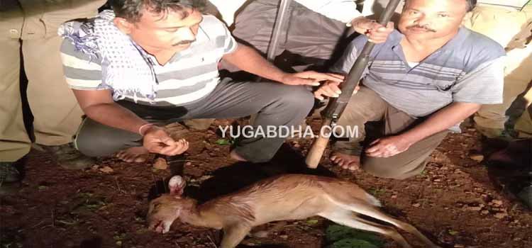 ଶିମିଳିପାଳ ଅଭୟାରଣ୍ୟରୁ ଶିକାରୀ ଗିରଫ