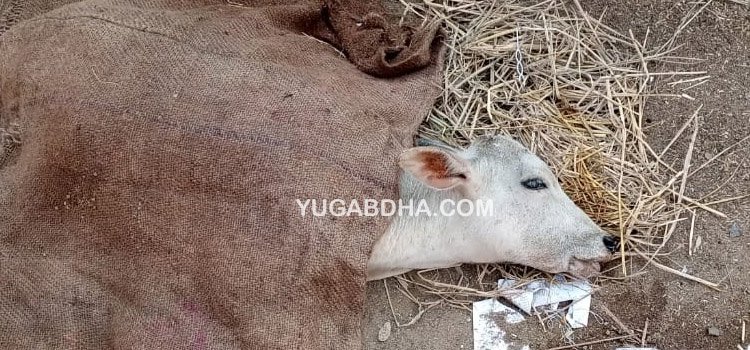 ଅଜଣା ରୋଗରେ ବାଛୁରୀ ମୃତ