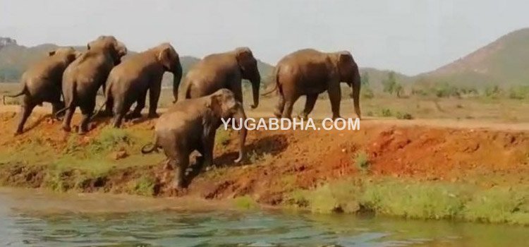 ହାତୀ ପଲଙ୍କ ଉପଦ୍ରବ, ଚାଷୀଙ୍କ ଫସଲ ନଷ୍ଟ