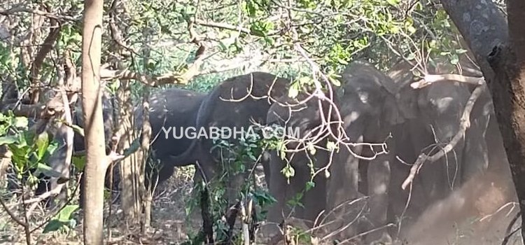 ବଦାଙ୍ଗି ଠାରେ ହାତୀ ଆକ୍ରମଣରେ ଜଣେ ମୃତ ଜଣେ ଗୁରୁତର