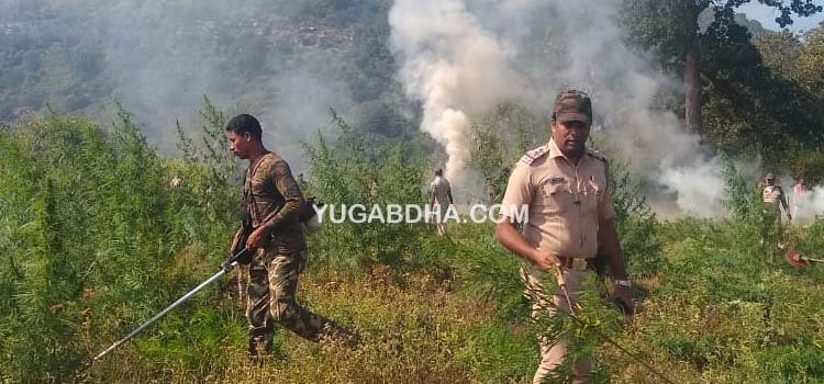 ପୁଣି ୧୧କୋଟି ଟଙ୍କାର ଗଞ୍ଜେଇ ଚାଷ ସହ୧୨ ଦିନରେ ୫୬କୋଟିର ଚୋରା ଗଞ୍ଜେଇ ଚାଷକୁ ପୋଡାଗଲା ଏତେ କୋଟି ଟଙ୍କାର ଚାଷକୁ ପୋଡାଯାଉଛି,ହେଲେ କେହି ଗିରଫ ହେଉ ନାହାଁନ୍ତି କିପରି? 