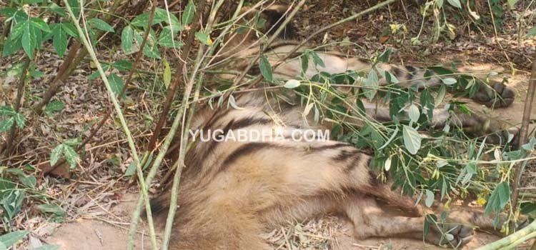 ଚାଷ ଜମିରୁ ହେଟାବାଘର ମୃତଦେହ ଉଦ୍ଧାର