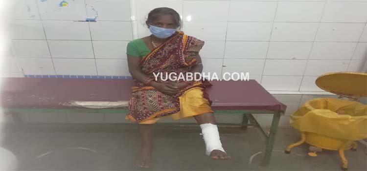 ମାଙ୍କଡ କାମୁଡାରେ ମହିଳା ଗୁରୁତର