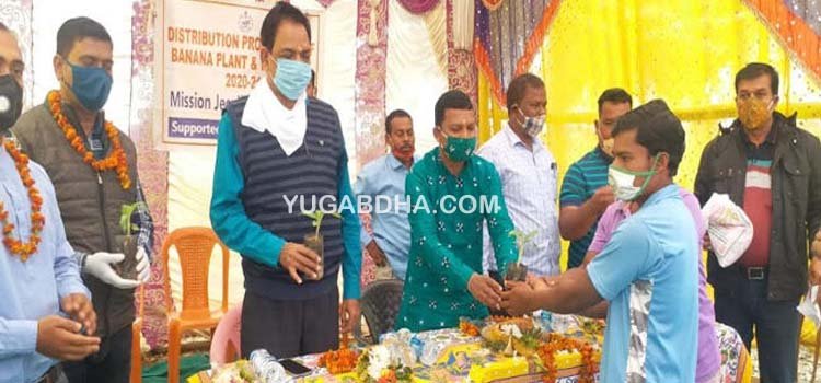 ବାଲିଗୁଡା ବିଧାୟକ କଦଳୀ ଚାରା ବାଣ୍ଟିଲେ 