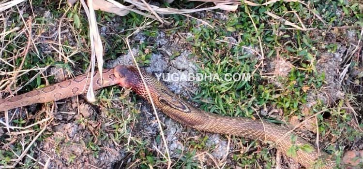 ବୋଡା ସାପକୁ ଗିଳିଲା ଗୋଖର