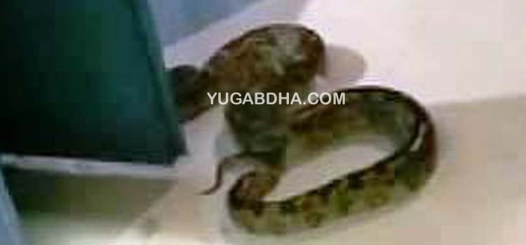 ଗଜପତିରୁ ୫ଫୁଟ ଲମ୍ବର ବୋଡା ସାପ ଉଦ୍ଧାର