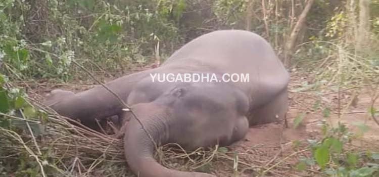 ଦୁର୍ଗା ପ୍ରସାଦ ଜଙ୍ଗଲ ରେ ହାତୀର ମୃତ୍ୟୁ ; କାରଣ ଅସ୍ପଷ୍ଟ