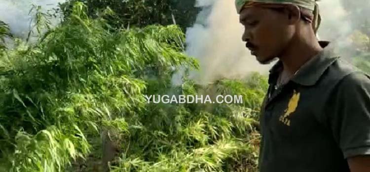 ଦୁଇ କୋଟିରୁ ଉର୍ଦ୍ଧ୍ବ ଟଙ୍କାର ଗଞ୍ଜେଇ ଚାଷ ନଷ୍ଟ