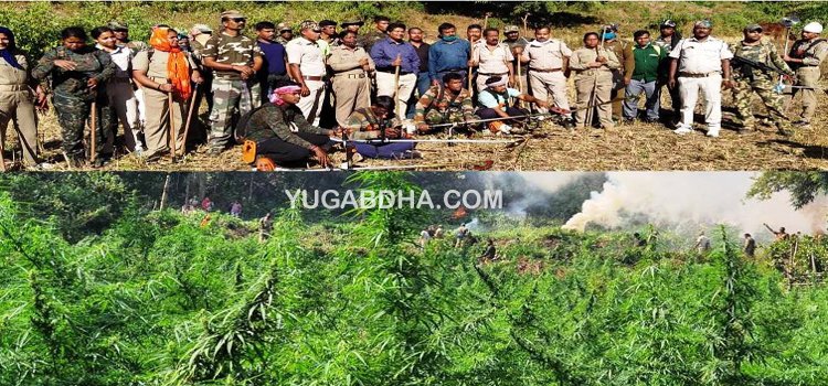 ଚୋରା ଗଞ୍ଜେଇ ମାଫିଆଙ୍କ ଦ୍ୱାରା ଏହି ବିସ୍ତିର୍ଣ୍ଣ ବଣ ପାହାଡ ଘେରା ଅଞ୍ଚଳରେ ଗଞ୍ଜେଇ ଚାଷ