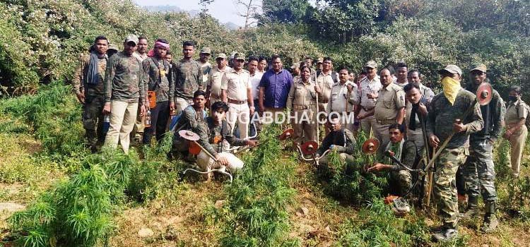 ଗଜପତିରେ ପୁଣି ୧୬.୪୦ କୋଟିର ଗଞ୍ଜେଇ ଗଛକୁ ପୋଡାଗଲା