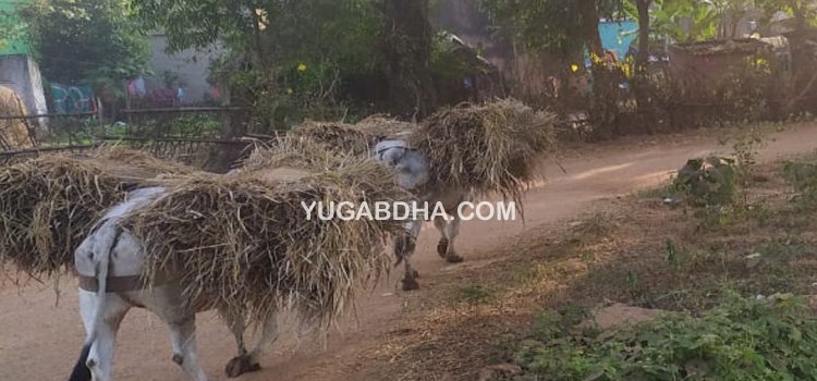 ଅଁରା ହତ୍ୟାକାଣ୍ଡ ଘଟଣାରେ ଜଣକୁ ଗିରଫ କଲା ପୁଲିସ