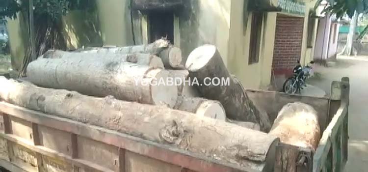ଘଟଗାଁ ବନ ବିଭାଗର ଚଢାଉରେ କାଠ ସହ ଟ୍ରାକ୍ଟର ଜବଦ