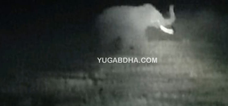 ହାତୀ ଉପଦ୍ରଵରେ ଅତିଷ୍ଟ ଗ୍ରାମବାସୀ