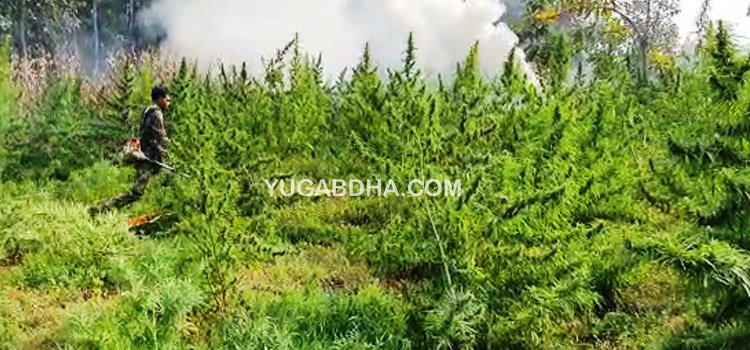 ଗଜପତିରେ ପୁଣି ୧୮.୯୯ କୋଟିର ଗଞ୍ଜେଇ ଗଛକୁ ପୋଡି ନଷ୍ଟ କରାଗଲା