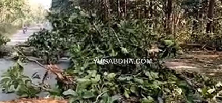 ଗଛ ଓ ପୋଷ୍ଟର ପକାଇ ରାସ୍ତା ଅବରୋଧ କଲେ ମାଓବାଦୀ: ଯାତାୟତ ବାଧାପ୍ରାପ୍ତ