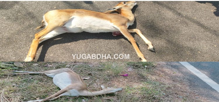 ଭିନ୍ନ ଭିନ୍ନ ଦୁର୍ଘଟଣାରେ ଦୁଇଟି ମାଈ କୃଷ୍ଣସାର ମୃଗ ମୃତ