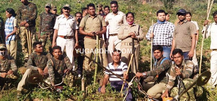 ଗଜପତିରେ ପୁଣି ୧୦.୩୭ କୋଟିର ଚୋରୋ ଗଞ୍ଜେଇ ଚାଷକୁ ନଷ୍ଟ କରାଗଲା
