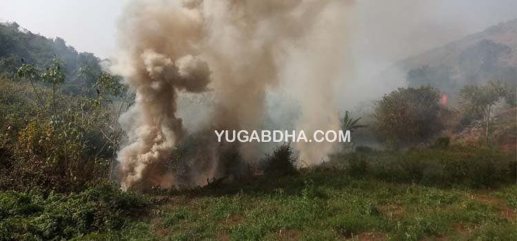 ୫୧ଏକର ଜମିରେ ଗଞ୍ଜେଇ ଗଛ କାଟି ପୋଡ଼ିଲା ଅବକାରୀ ବିଭାଗ