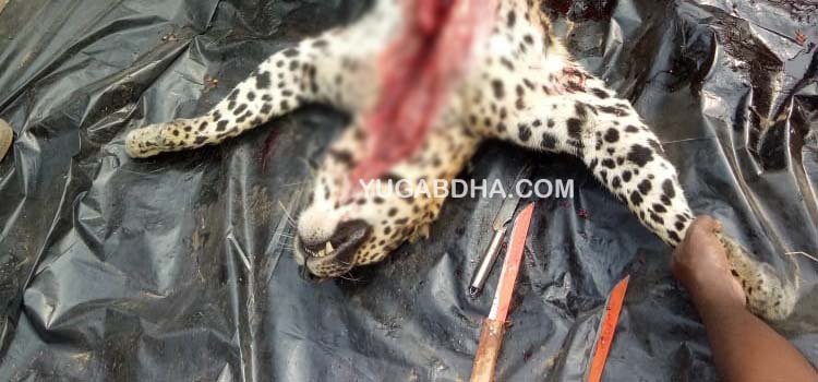 ଶ୍ୱାସରୁଦ୍ଧ ଯୋଗୁଁ ଉଦ୍ଧାର ଚିତାବାଘର ମୃତ୍ୟୁ