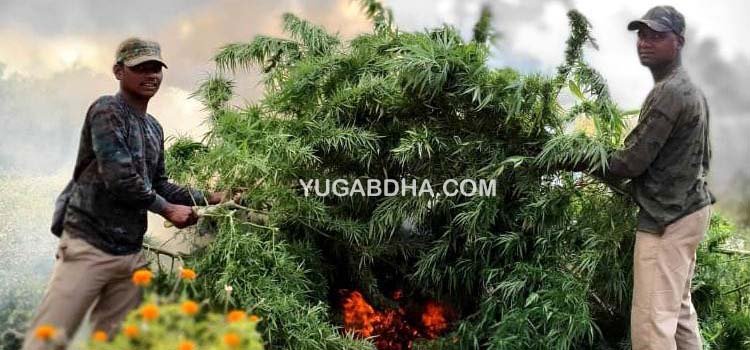 ଚୋରା ଗଞ୍ଜେଇ କାରବାରର ଅମରାବତୀ ପାଲଟିଛି ଗଜପତି;ପୁଣି୧୩ କୋଟିରୁ ଉର୍ଦ୍ଧ୍ୱ ଟଙ୍କାର ଗଞ୍ଜେଇ ଗଛ ପୋଡି