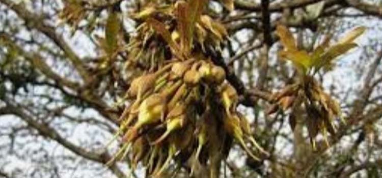 ଅବକାରୀ ବିଭାଗ ତରଫରୁ ବିଭିନ୍ନ ସ୍ଥାନରେ ଚଢ଼ାଉ ; ଦେଶୀ ବିଦେଶୀ ମଦ ଜବତ, ୩ ଗିରଫ