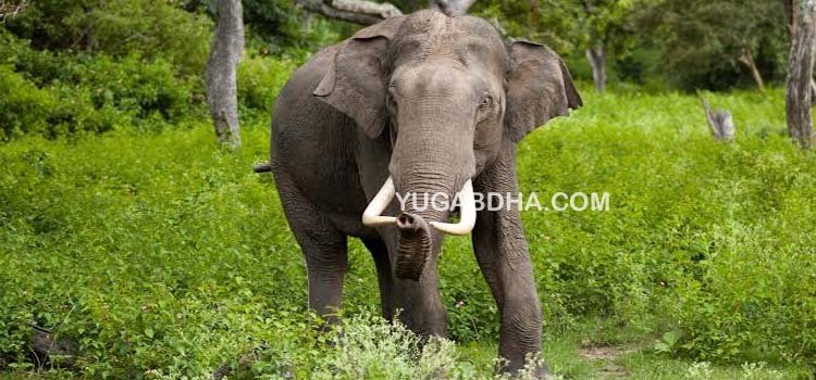 ବନରକ୍ଷୀ ଯୋଗୁଁ ଦନ୍ତାହାତୀ ଆକ୍ରମଣରୁ ମୁକ୍ତି ପାଇଲେ ମୁନା !