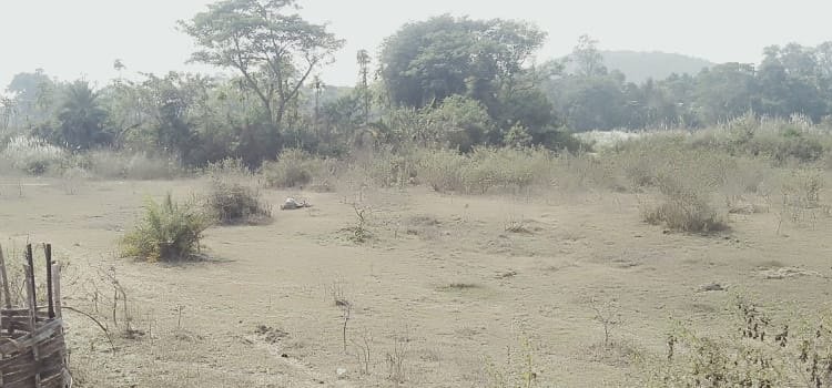 ମୃତ ଗାଇ କୁ ଟାଙ୍ଗିଆ ରେ ହାଣିବା ଘଟଣା ରେ ଜଣେ ପାଟପୁର ଥାନା ରେ ଅଟକ