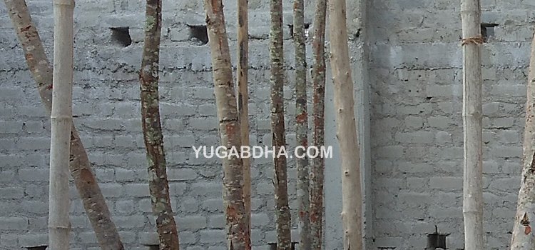 ଜଙ୍ଗଲରୁ କାଠ କାଟି ନିର୍ମାଣ ହେଉଛି ବ୍ଳକ କୋଠା
