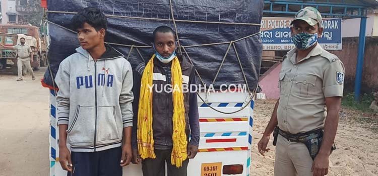 ବେଆଇନ ଗୋରୁ ବୋଝେଇ ଗାଡି ଜବତ; ଦୁଇ ଗିରଫ
