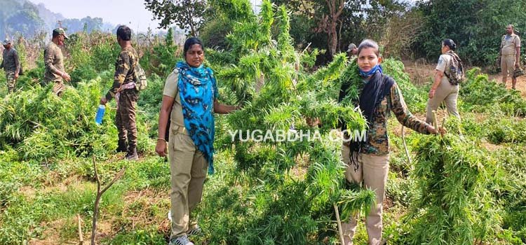 ପୁଣି୧୧ କୋଟିରୁ ଉର୍ଦ୍ଧ୍ୱ ଟଙ୍କାର ଗଞ୍ଜେଇ ଗଛ ପୋଡି ନଷ୍ଟ କରାଗଲା