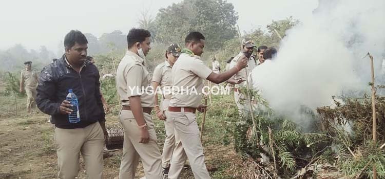 ପୋଲିସ ଅବକାରୀ ମିଳିତ ଚଢ଼ାଉ;ଦୁଇକୋଟି ରୁ ଉର୍ଦ୍ଧ ମୂଲ୍ୟ ର ଗଞ୍ଜେଇ ନଷ୍ଟକଲା ପ୍ରଶାସନ