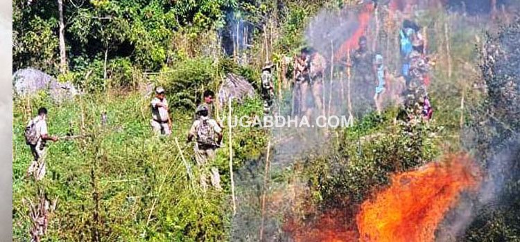 ଚୋରା ଗଞ୍ଜେଇ କାରବାରର ଭୂସ୍ୱର୍ଗ ପାଲଟିଛି ଗଜପତି; ପୁଣି ୩୧ କୋଟିରୁ ଉର୍ଦ୍ଧ୍ୱ ଟଙ୍କାର ଗଞ୍ଜେଇ ଗଛକୁ ପୋଡି ନଷ୍ଟ କରାଗଲା