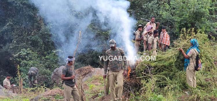 ଗଜପତିରେ ପୁଣି ୮ କୋଟିର ଗଞ୍ଜେଇ ଗଛକୁ ପୋଡି ନଷ୍ଟ କଲା ପ୍ରଶାସନ