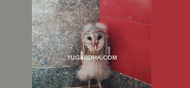 ହନୁମାନ ମନ୍ଦିରରେ ବିରଳ ଗରୁଡ଼ ପକ୍ଷୀ ମନ୍ଦିରକୁ ଭକ୍ତଙ୍କ ସୁଅ